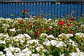 Lago di Como_204